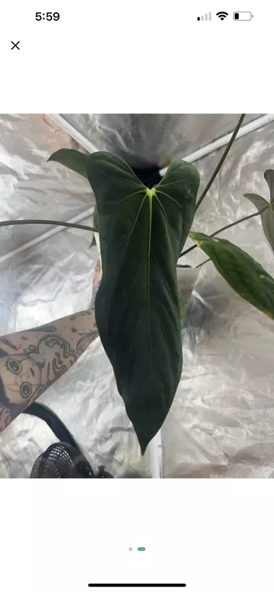 plant/Fort Sherman x RL S1 2 germ seeds-0-thumbnail