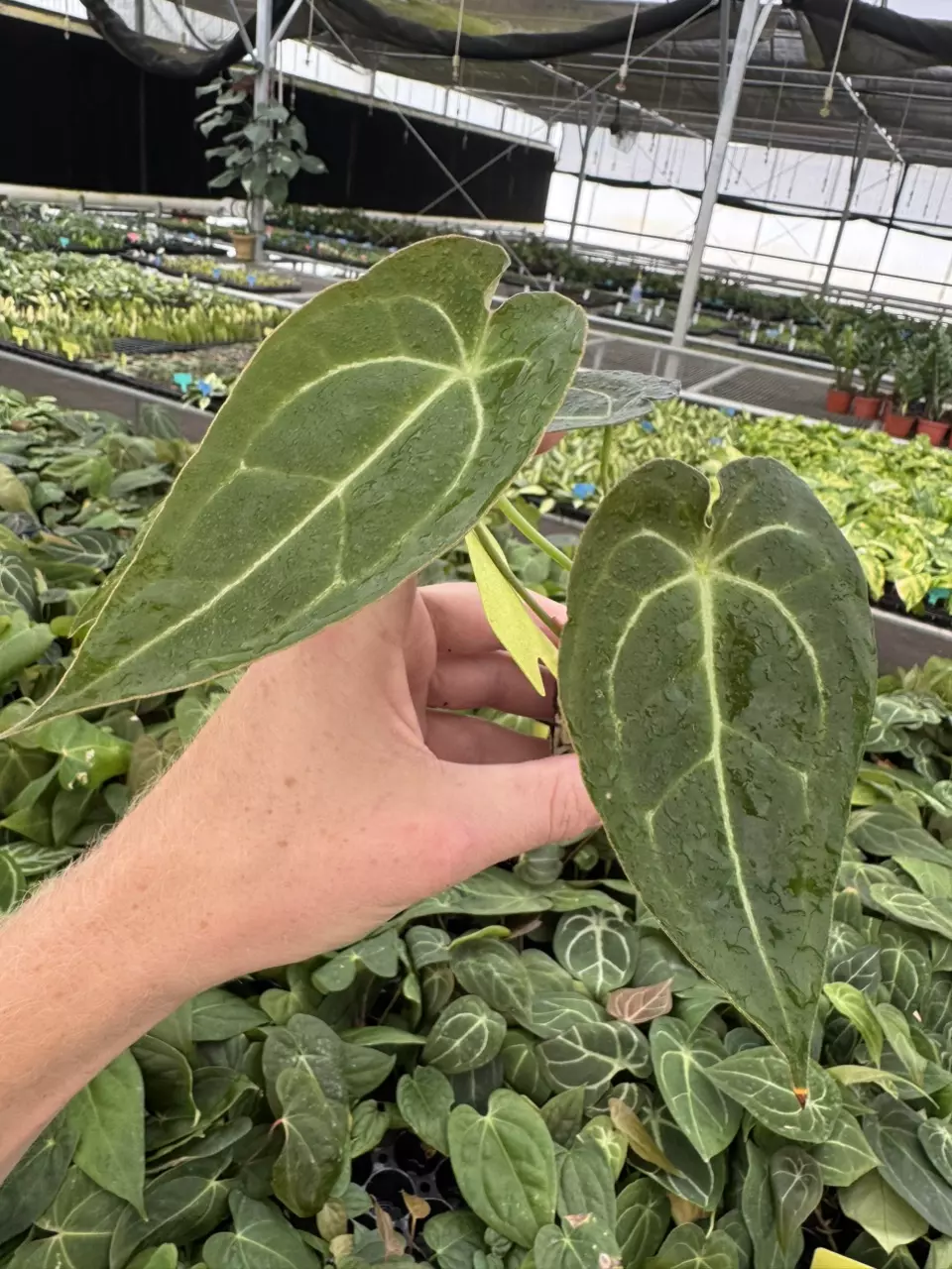 plant/Seed grown Anthurium papillilaminum x forgetii starter plant growers choice-1