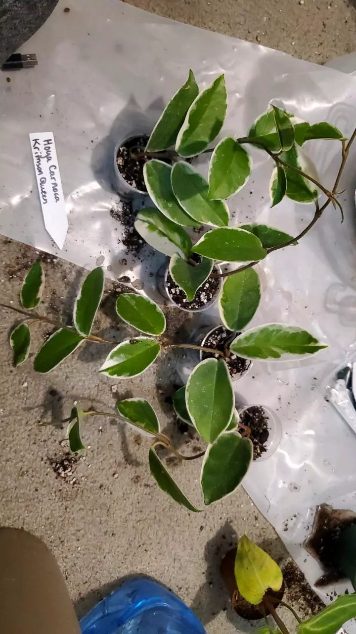 plant/Hoya Carnosa Krimson Queen (sellers choice)-0
