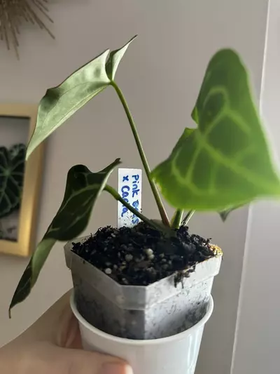 plant/Anthurium Pink Besseae x Carlablackiae-3-thumbnail