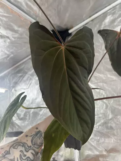 plant/Fort Sherman x RL S1 2 germ seeds-1-thumbnail