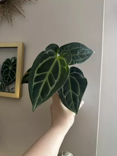 plant/Anthurium Pink Besseae x Carlablackiae-0-thumbnail