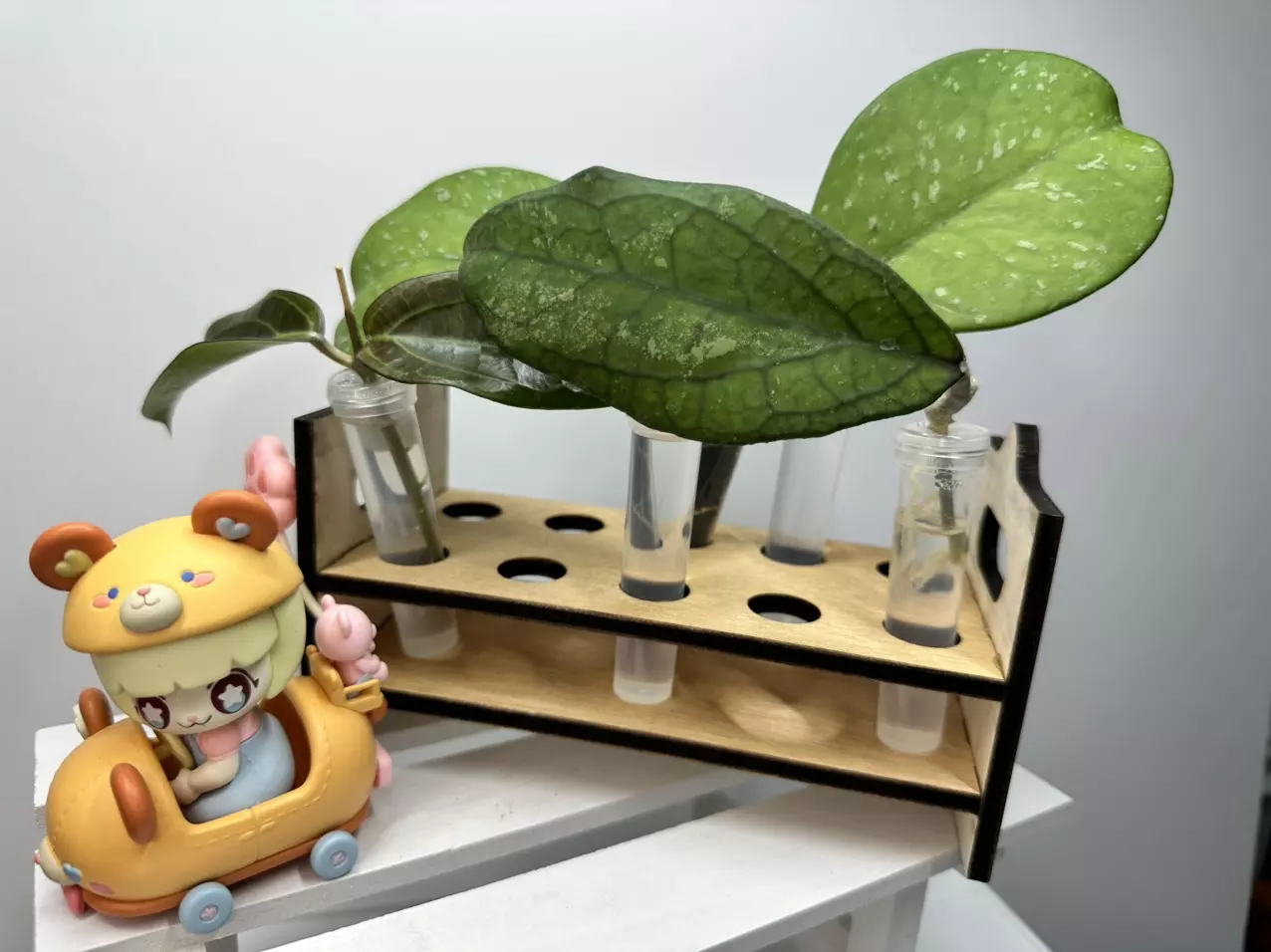 plant/🌸HOYA PROP DISPLAY (holds 10 prop tubes)-0