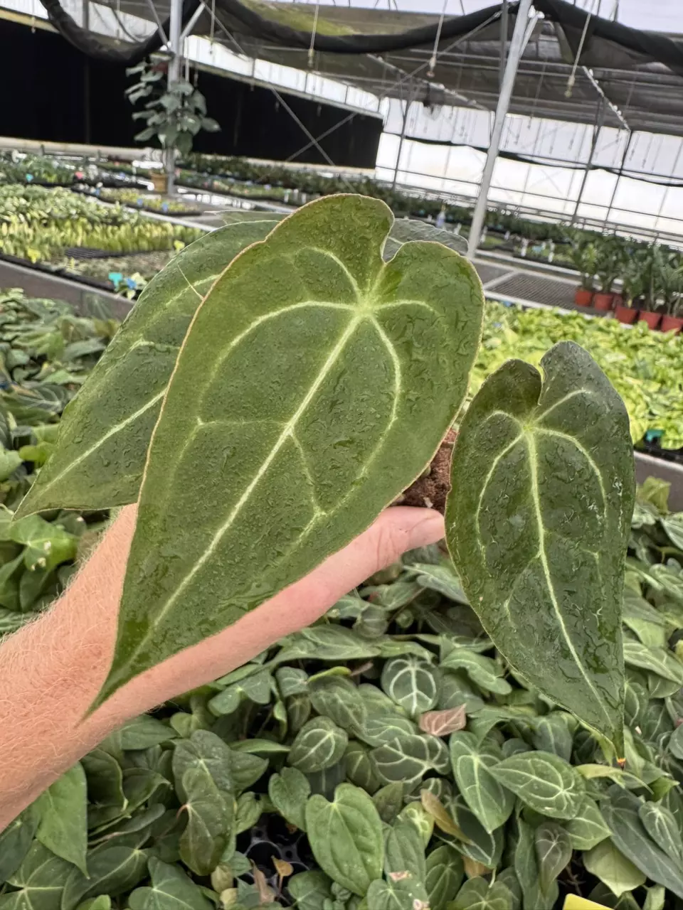 plant/Seed grown Anthurium papillilaminum x forgetii starter plant growers choice-0