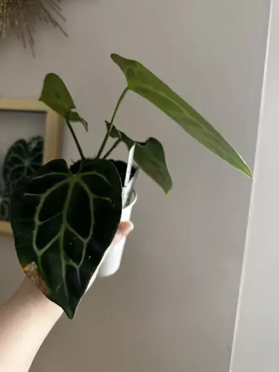 plant/Anthurium Pink Besseae x Carlablackiae-2-thumbnail