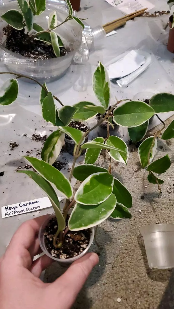plant/Hoya Carnosa Krimson Queen (sellers choice)-1