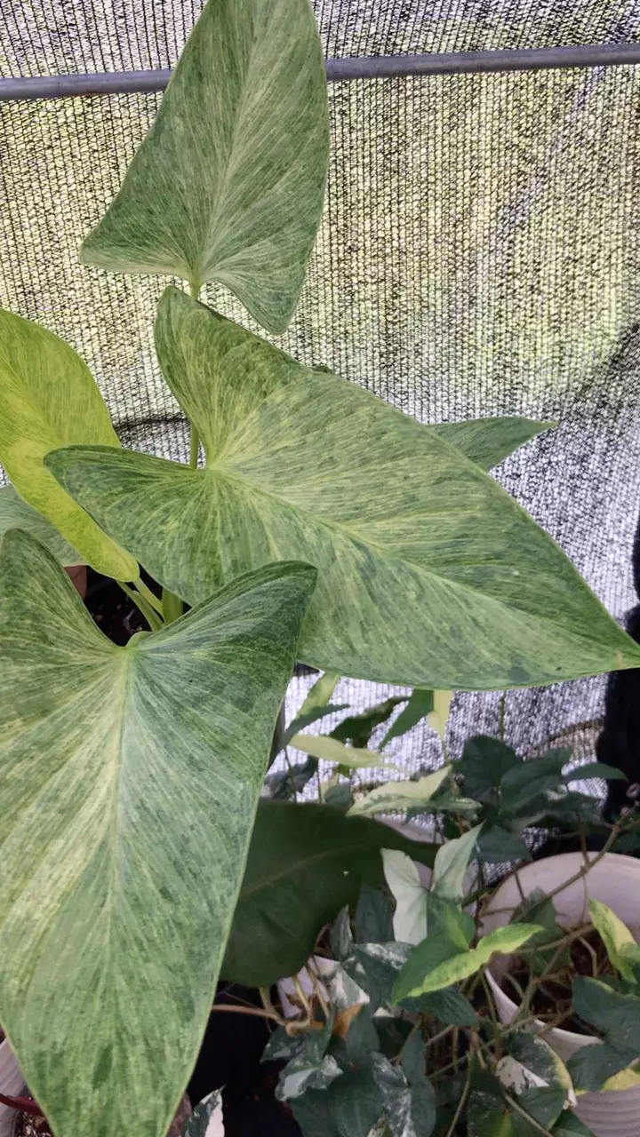 plant/Gorgeous Homalomena Pendula Mint-2