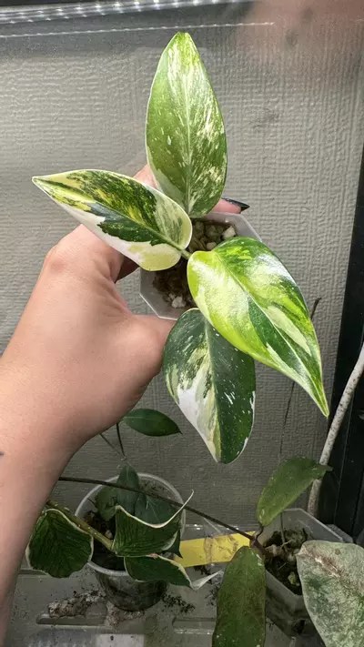 plant/*RARE* White Princess Aurea Variegated-0-thumbnail