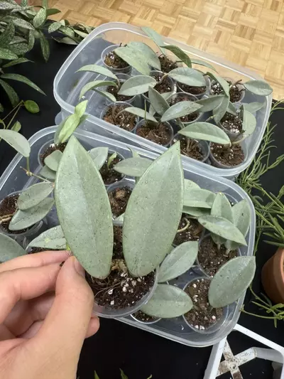 plant/Hoya Wilbur Silver Graves Two leafs rooted cutting Growers Choice-1-thumbnail