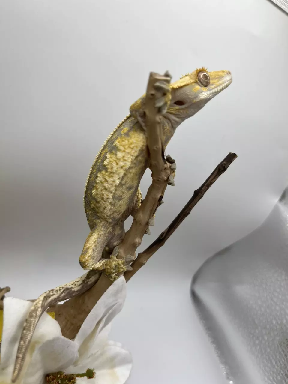 plant/Tricolor white wall harle, high coverage 32g male-3