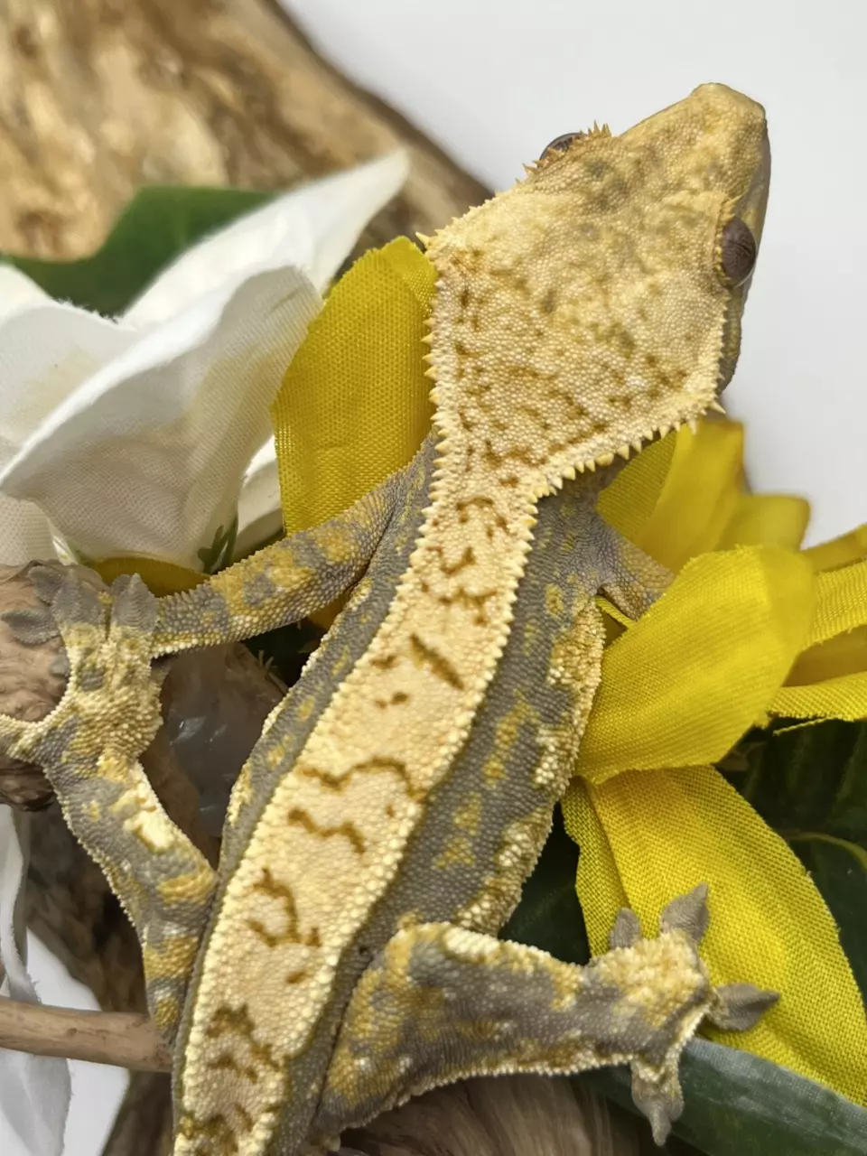 plant/Tricolor white wall harle, high coverage 32g male-0