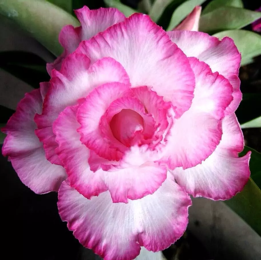 plant/Adenium Good Luck-0
