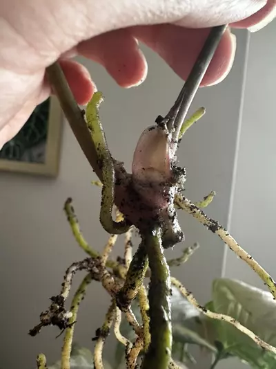 plant/Anthurium Tropiflora Delta x BVEP Rooted Mid Cutting-2-thumbnail