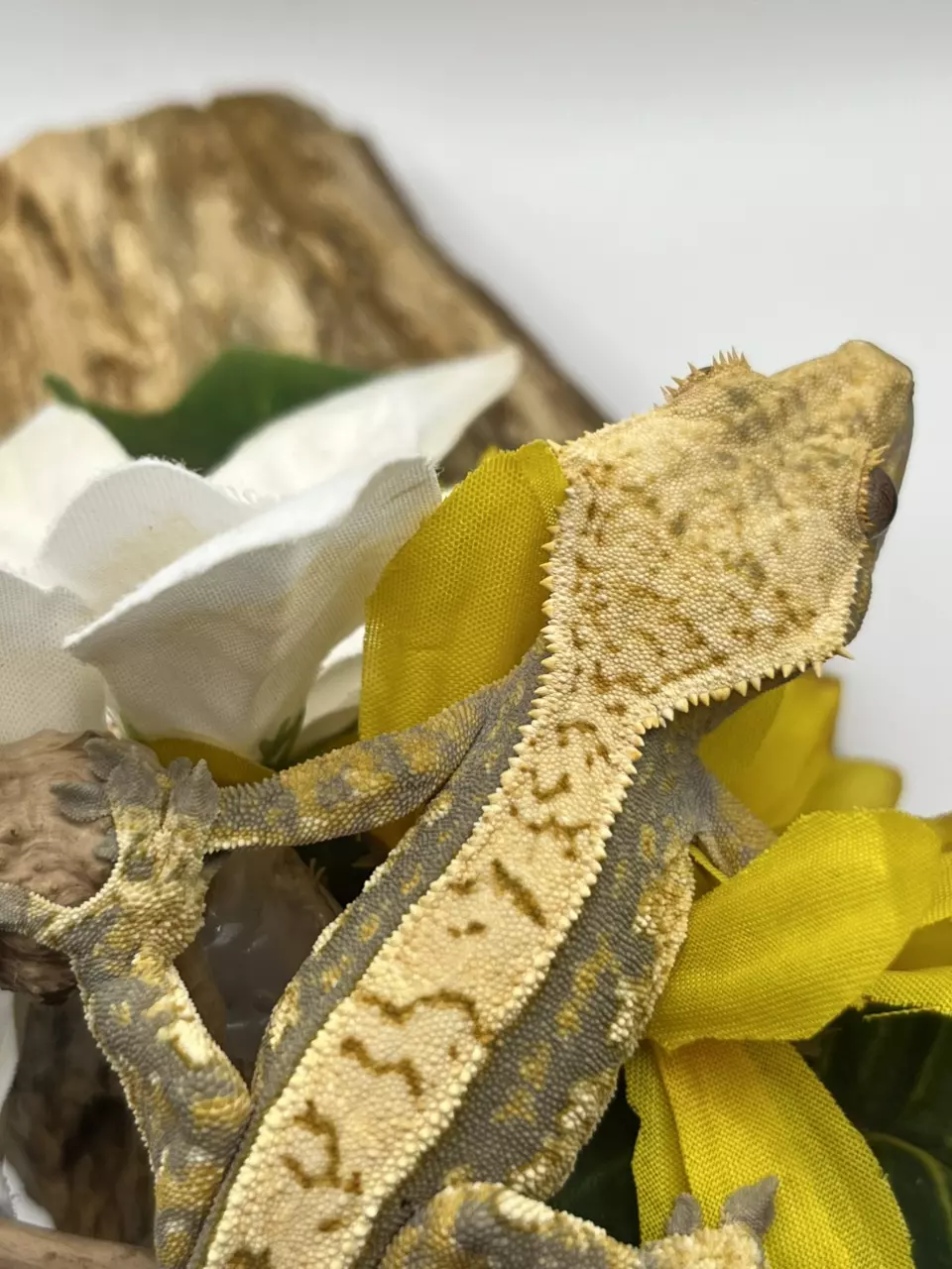 plant/Tricolor white wall harle, high coverage 32g male-1