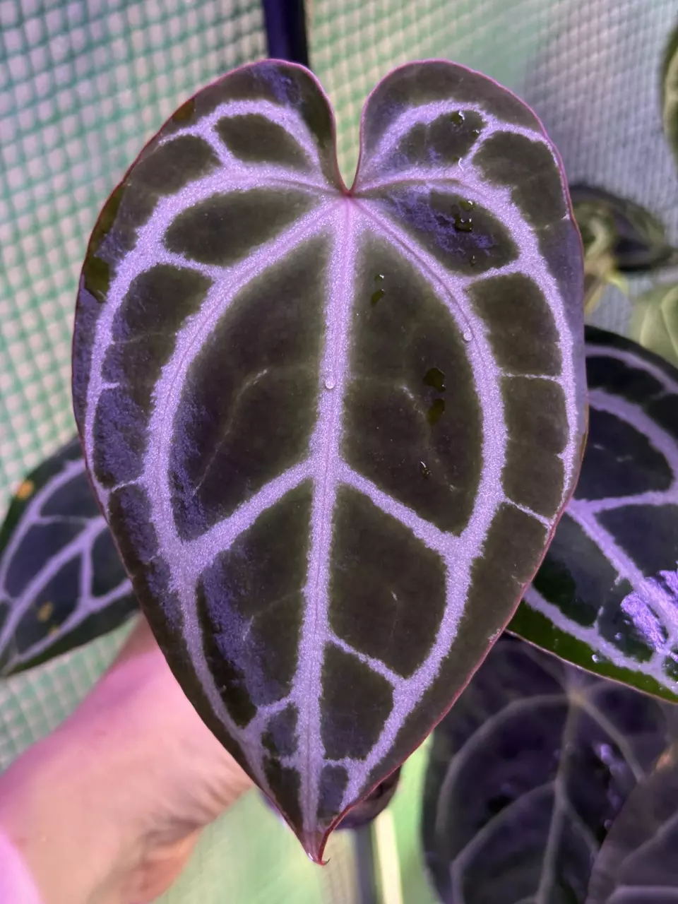 plant/A. King of Crystallinum #2-0
