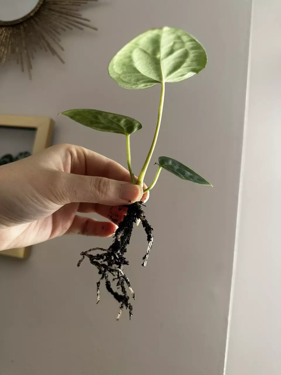 plant/Anthurium (Carlablackiae x Pap) x (Carlablackiae x Dressleri)-1