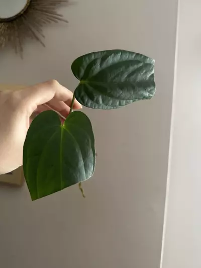 plant/Anthurium Tropiflora Delta x BVEP Rooted Mid Cutting-0-thumbnail