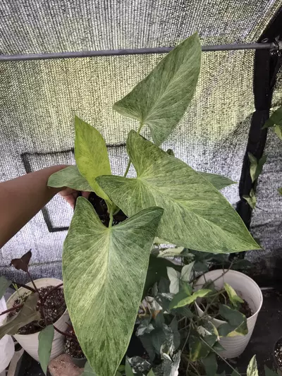 plant/Gorgeous Homalomena Pendula Mint-1-thumbnail