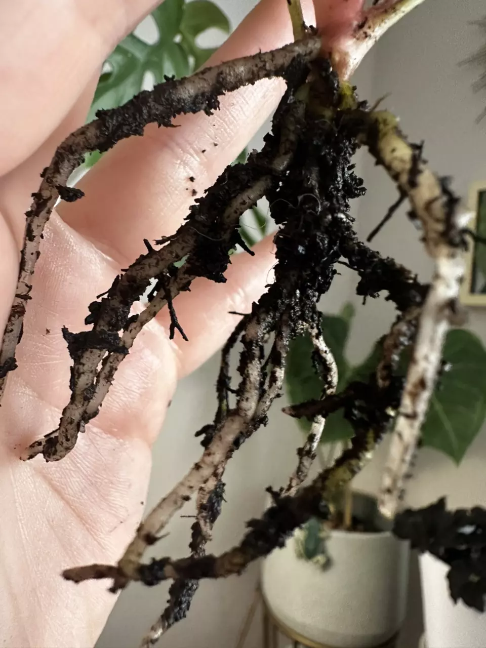 plant/Anthurium (Carlablackiae x Pap) X Dorito Portillae-4