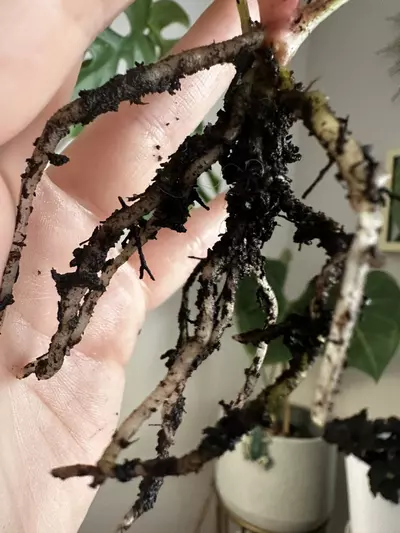 plant/Anthurium (Carlablackiae x Pap) X Dorito Portillae-4-thumbnail