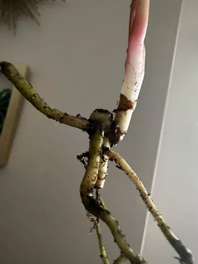 plant/Anthurium Tropiflora Delta x BVEP-4-thumbnail