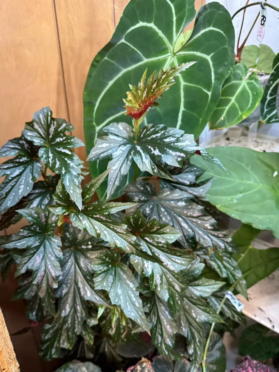 plant/Begonia Angel Wing?? *Rooted in moss-4