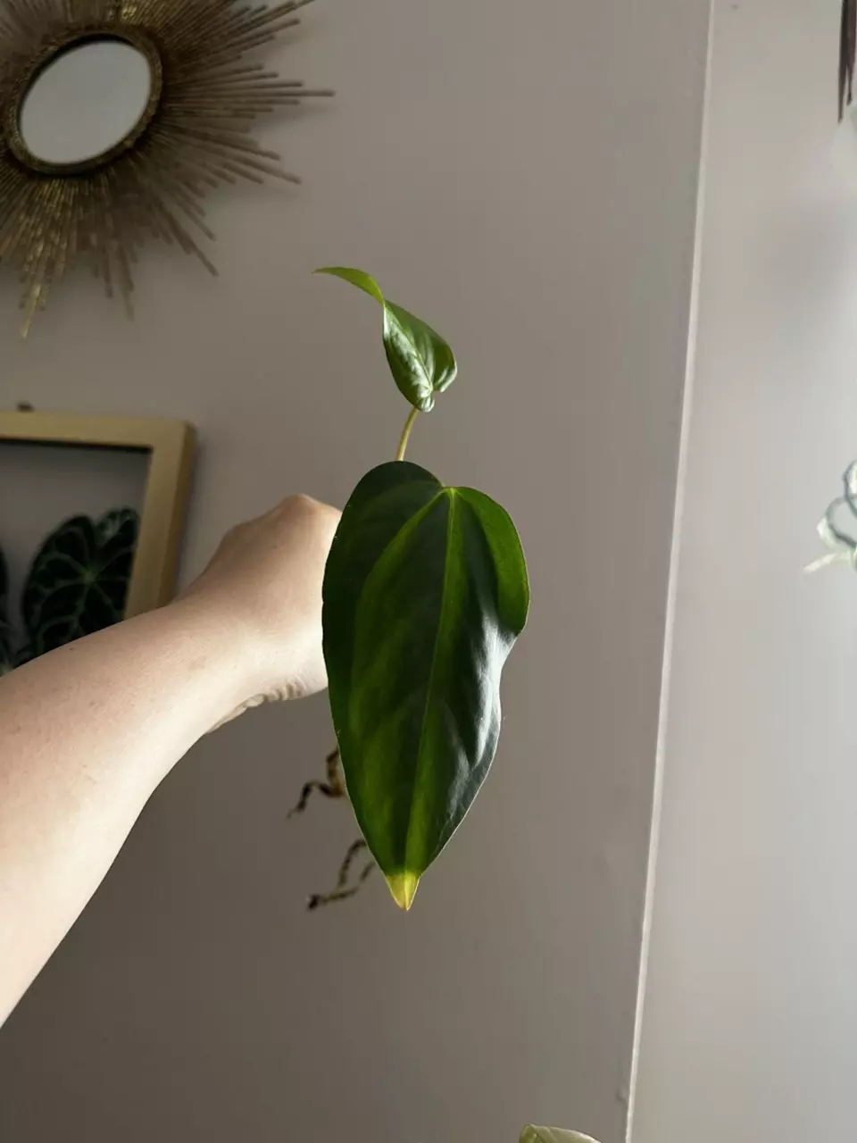 plant/Anthurium Tropiflora Delta x BVEP-0