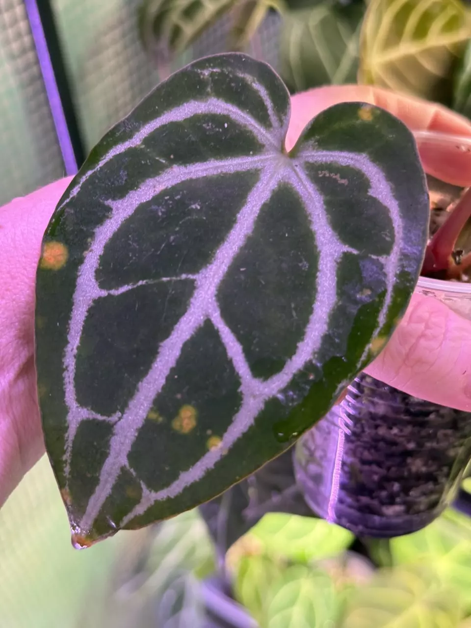 plant/A. King of Crystallinum #2-8