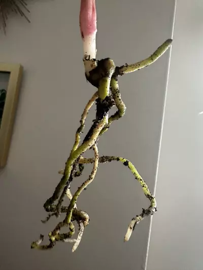 plant/Anthurium Tropiflora Delta x BVEP-3-thumbnail