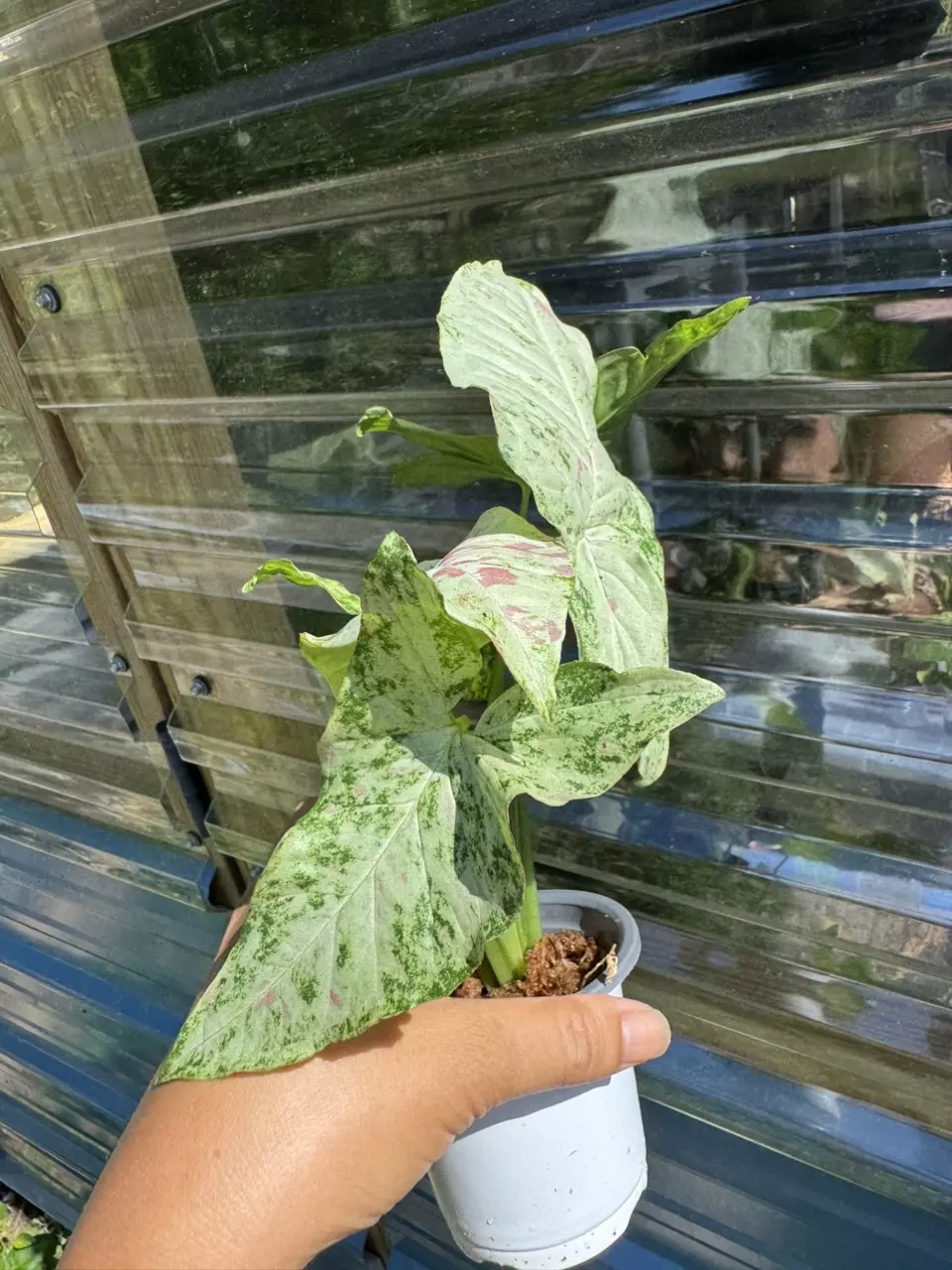 plant/Syngonium milk confetti tricolor-1
