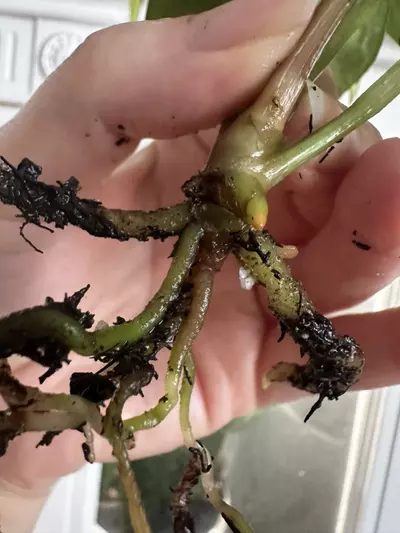 plant/Anthurium Besseae aff x dressleri fp2-3-thumbnail