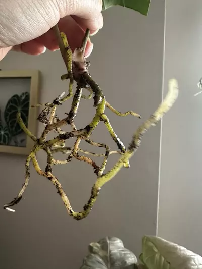 plant/Anthurium Tropiflora Delta x BVEP Rooted Mid Cutting-3-thumbnail