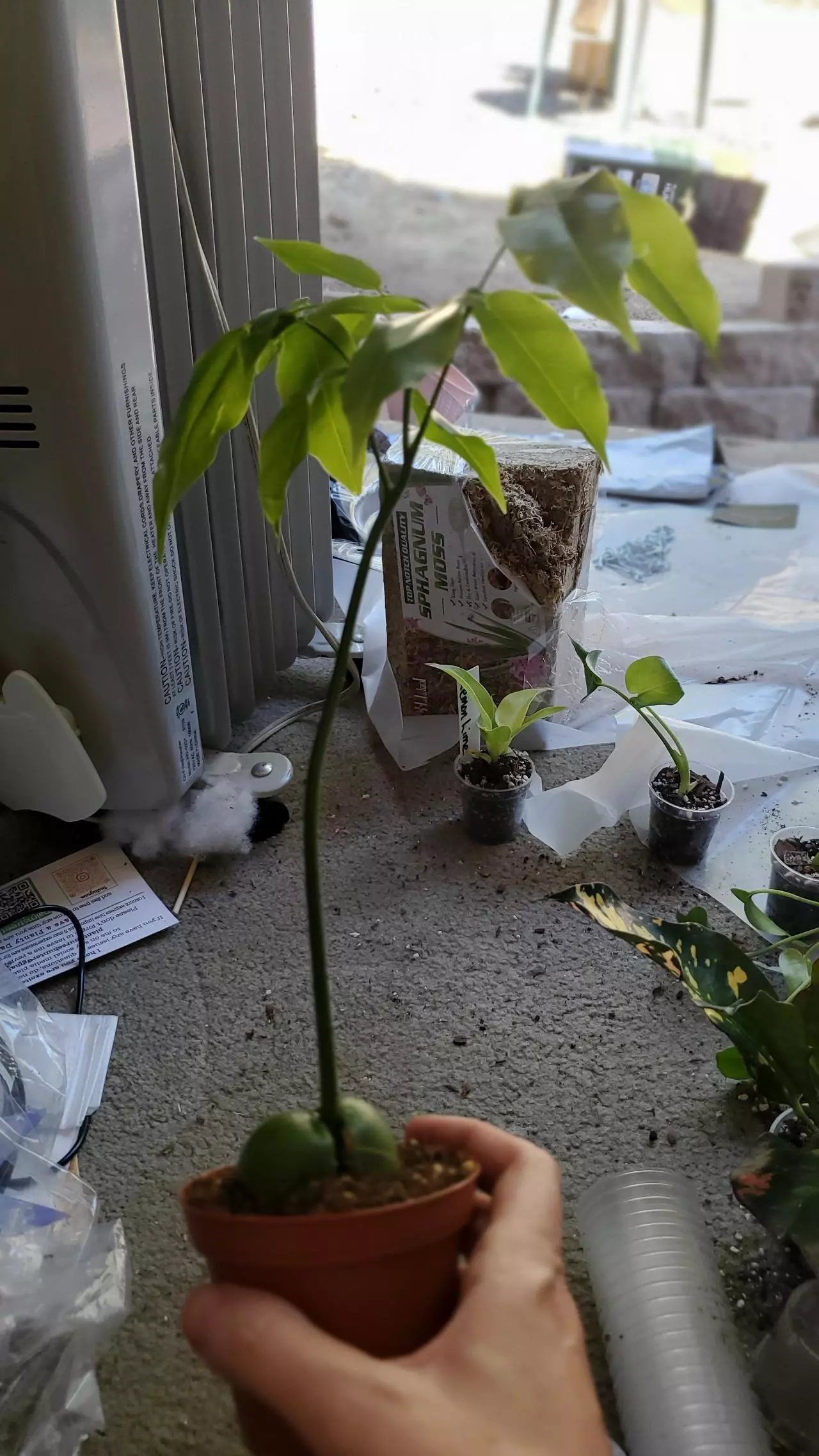 plant/Magic "Lucky" Bean Tree Sellers choice-1