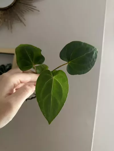 plant/Anthurium (Carlablackiae x Pap) X Dorito Portillae-1-thumbnail