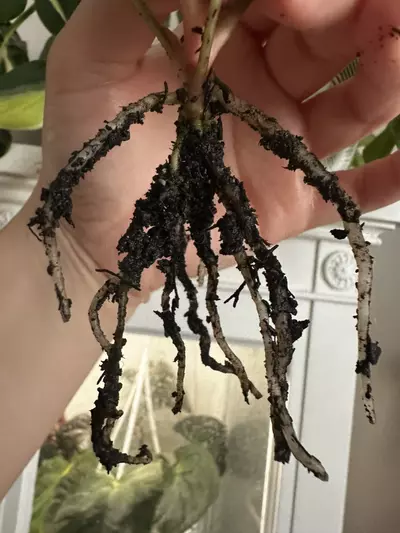 plant/Anthurium (Carlablackiae x Pap) X Dorito Portillae-3-thumbnail