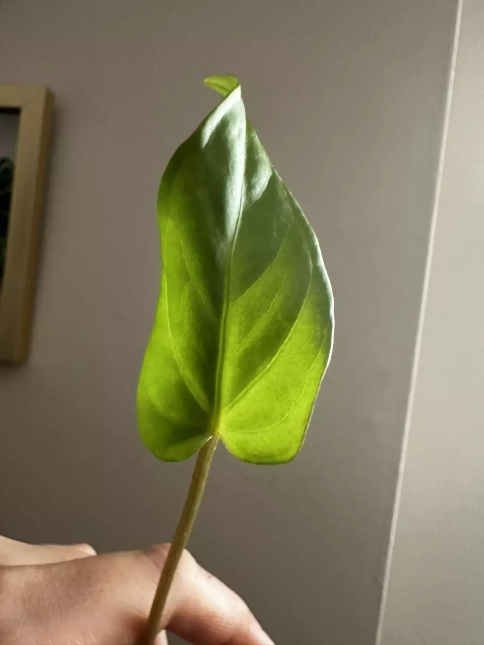 plant/Anthurium Tropiflora Delta x BVEP-1