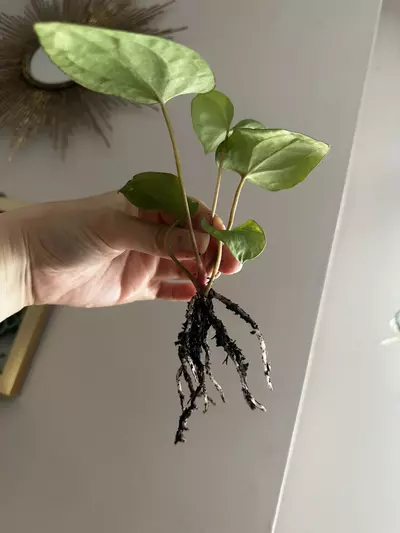 plant/Anthurium (Carlablackiae x Pap) X Dorito Portillae-2-thumbnail