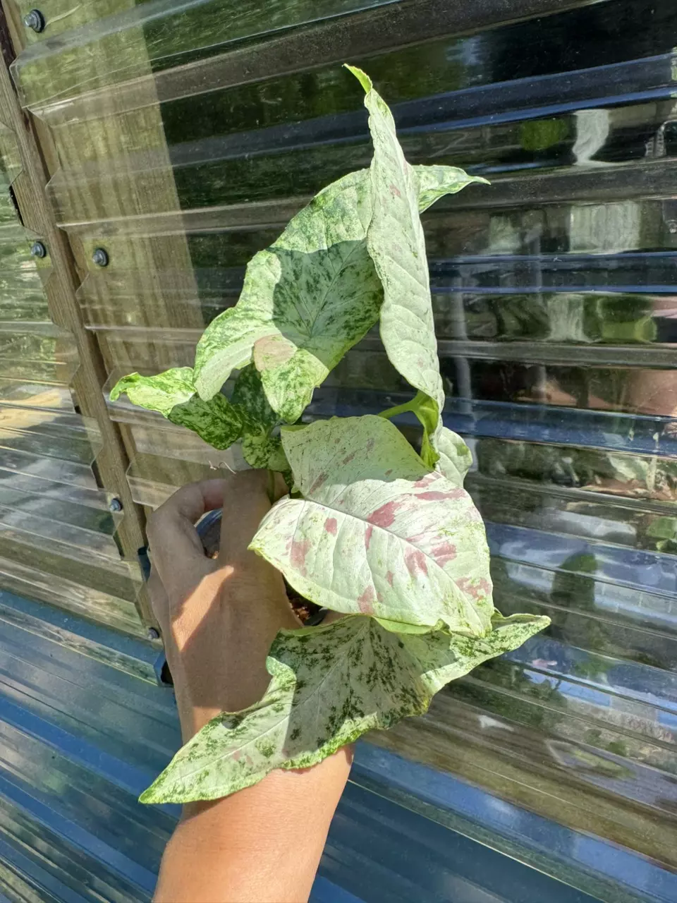 plant/Syngonium milk confetti tricolor-0
