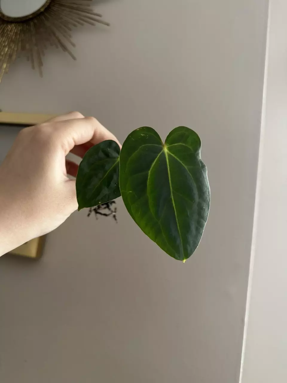 plant/Anthurium (Carlablackiae x Pap) x (Carlablackiae x Dressleri)-0