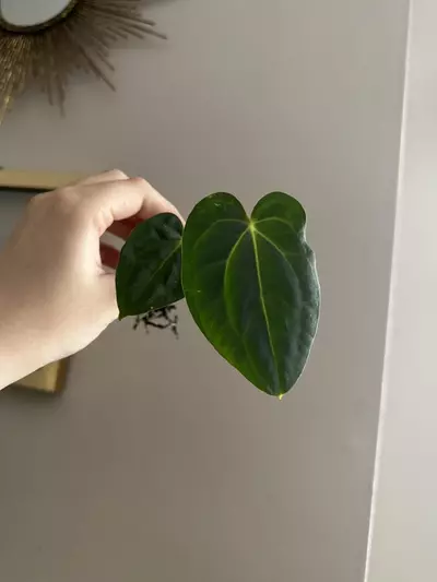 plant/Anthurium (Carlablackiae x Pap) x (Carlablackiae x Dressleri)-0-thumbnail