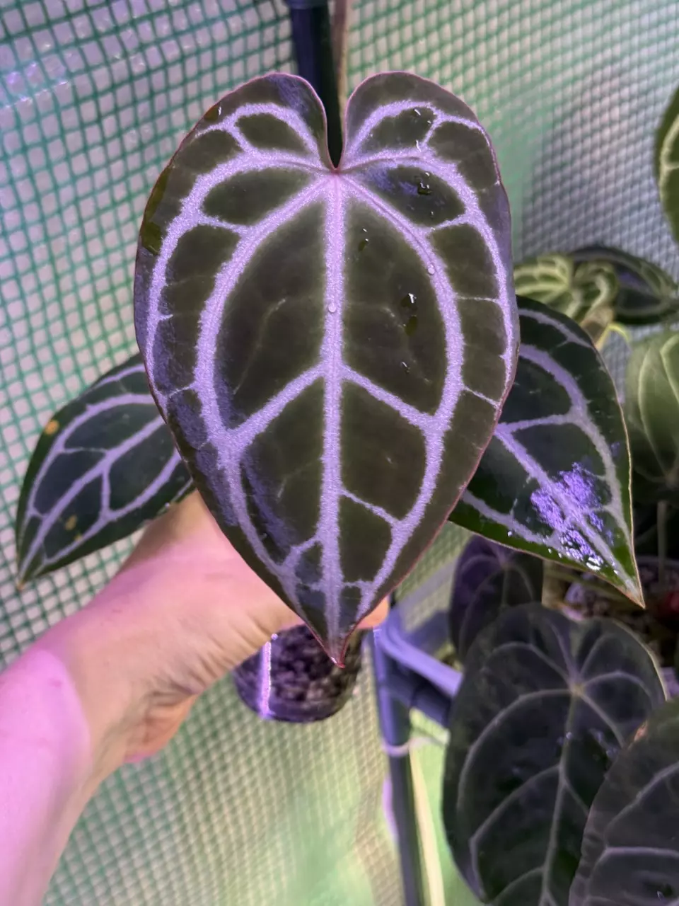 plant/A. King of Crystallinum #2-1