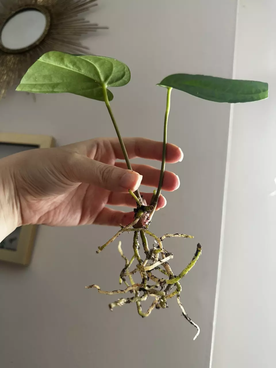 plant/Anthurium Tropiflora Delta x BVEP Rooted Mid Cutting-1