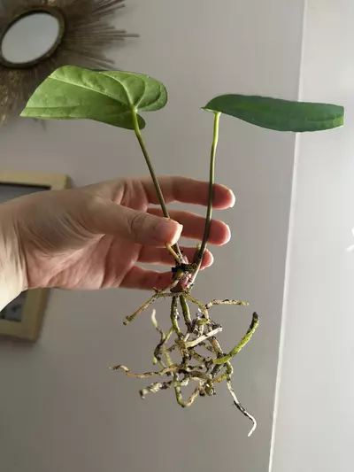 plant/Anthurium Tropiflora Delta x BVEP Rooted Mid Cutting-1-thumbnail