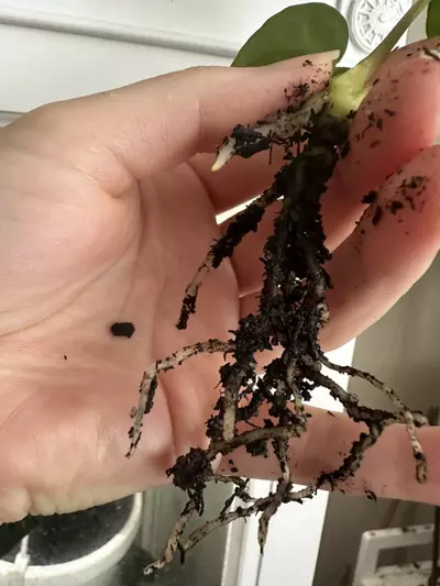 plant/Anthurium (Carlablackiae x Pap) x (Carlablackiae x Dressleri)-2-thumbnail