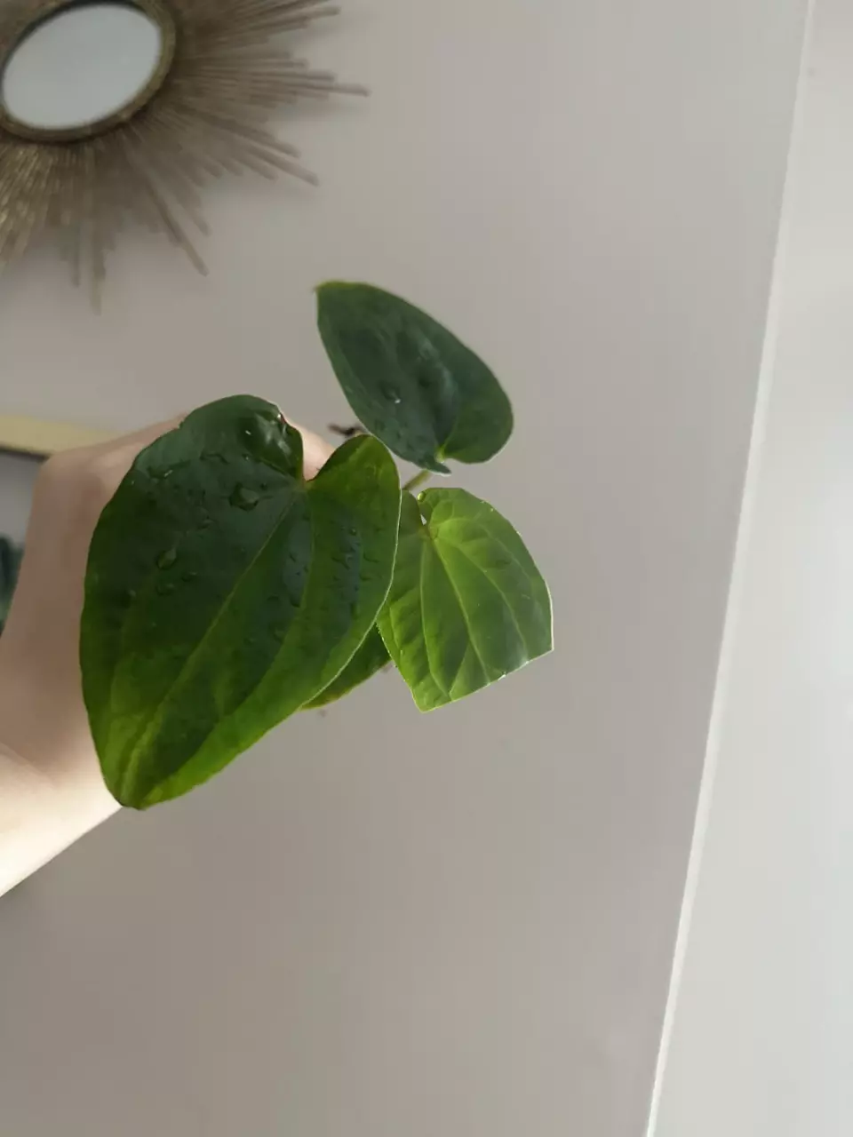 plant/Anthurium Besseae aff x dressleri fp2-0