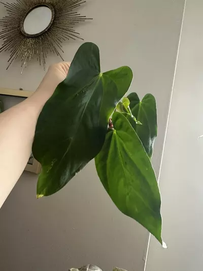 plant/Anthurium Tropiflora Delta x BVEP Rooted Mid Cutting-4-thumbnail