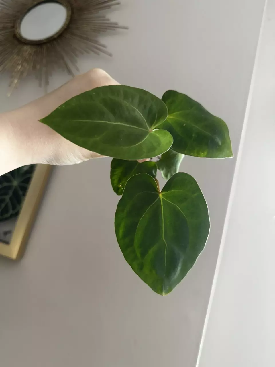 plant/Anthurium (Carlablackiae x Pap) X Dorito Portillae-0