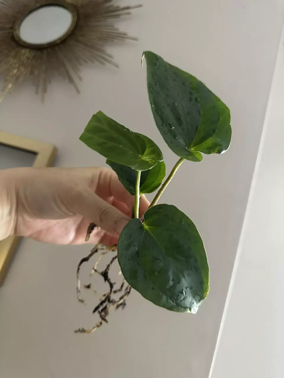 plant/Anthurium Besseae aff x dressleri fp2-1