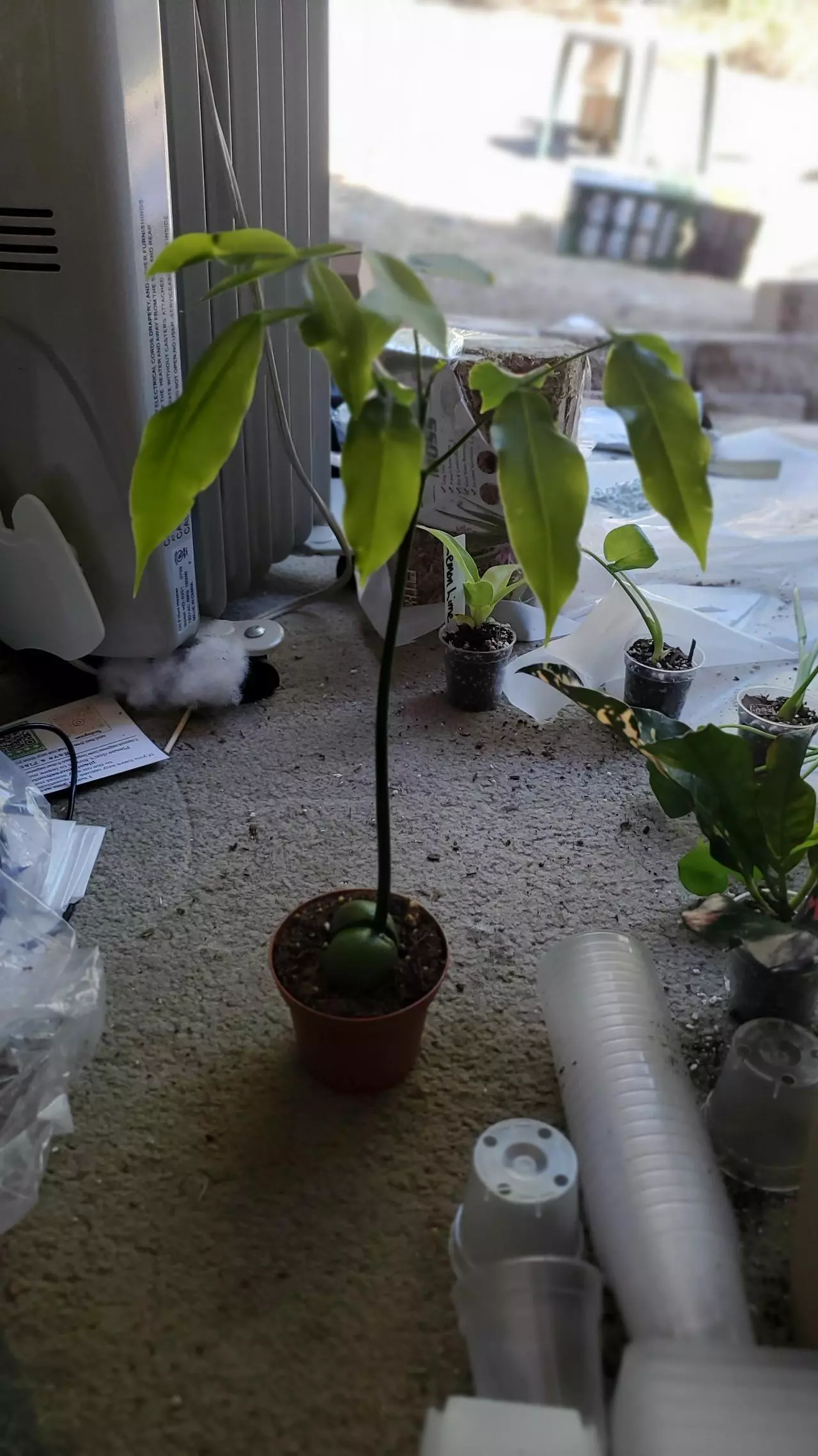 plant/Magic "Lucky" Bean Tree Sellers choice-0