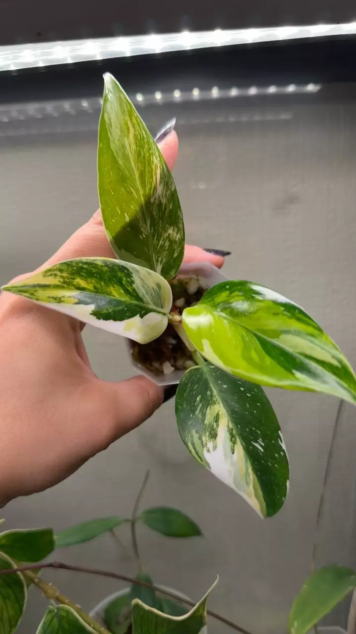 plant/*RARE* White Princess Aurea Variegated-1